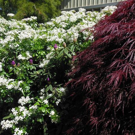 Garden Bed And Breakfast Christchurch Exteriör bild