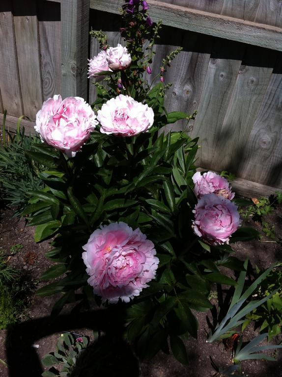 Garden Bed And Breakfast Christchurch Exteriör bild