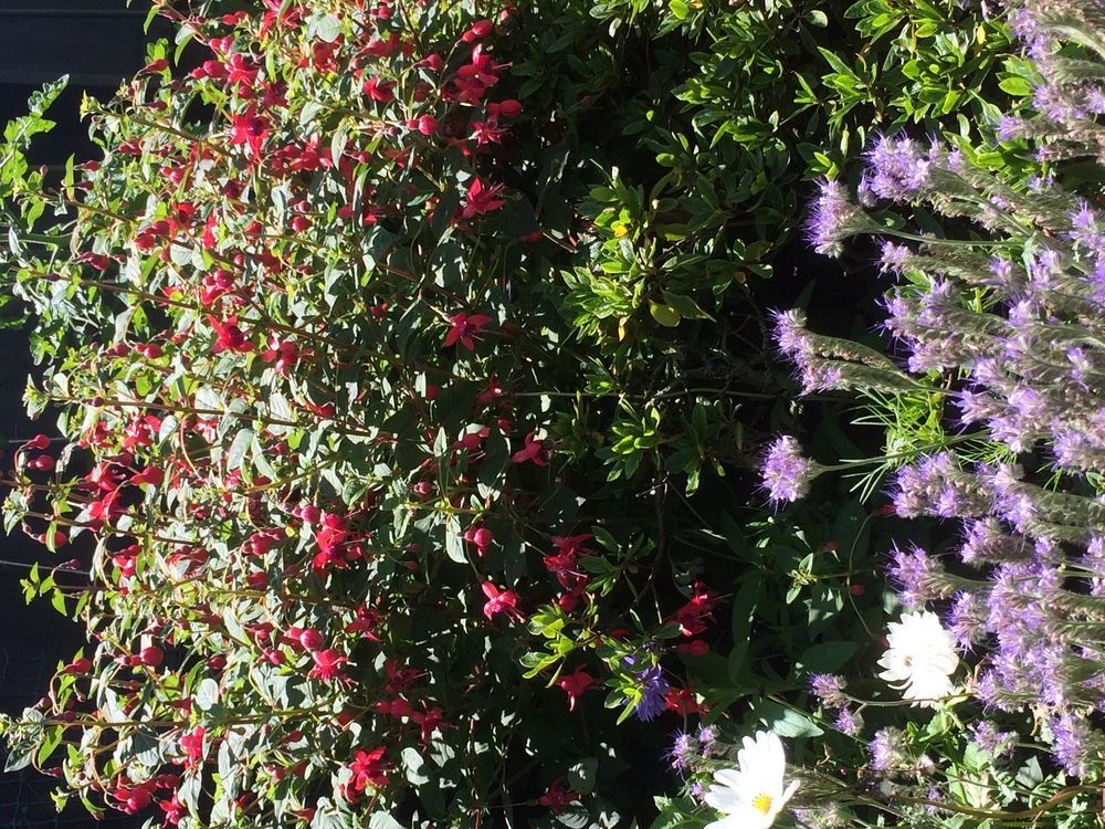 Garden Bed And Breakfast Christchurch Exteriör bild