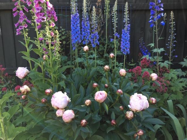 Garden Bed And Breakfast Christchurch Exteriör bild