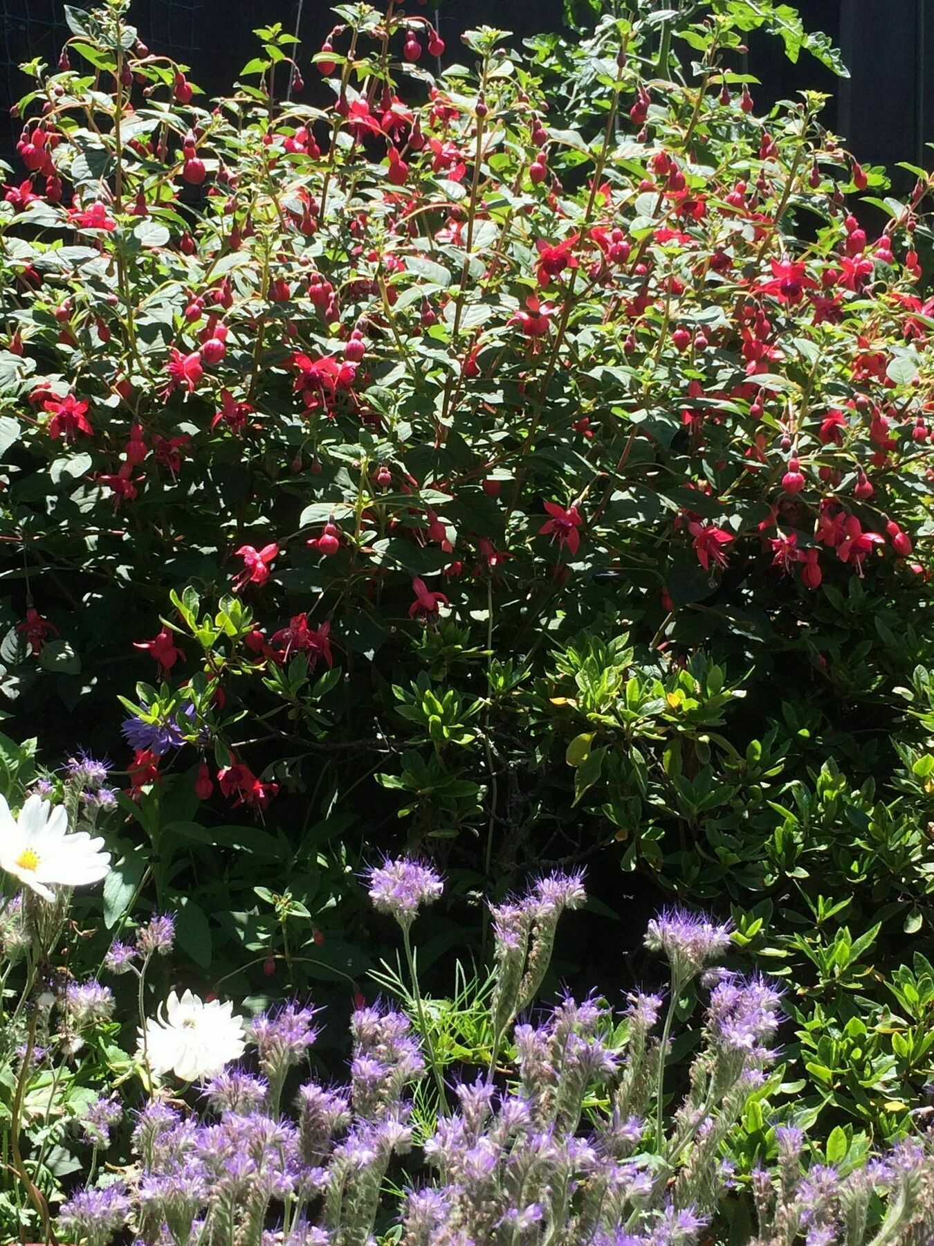 Garden Bed And Breakfast Christchurch Exteriör bild