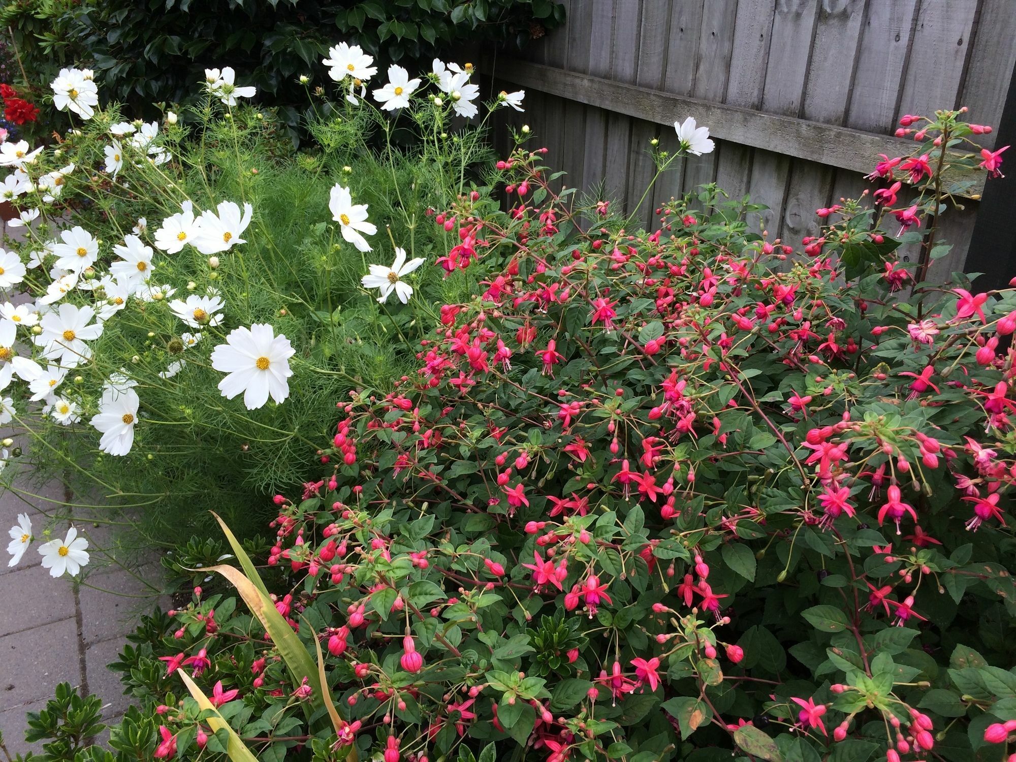 Garden Bed And Breakfast Christchurch Exteriör bild