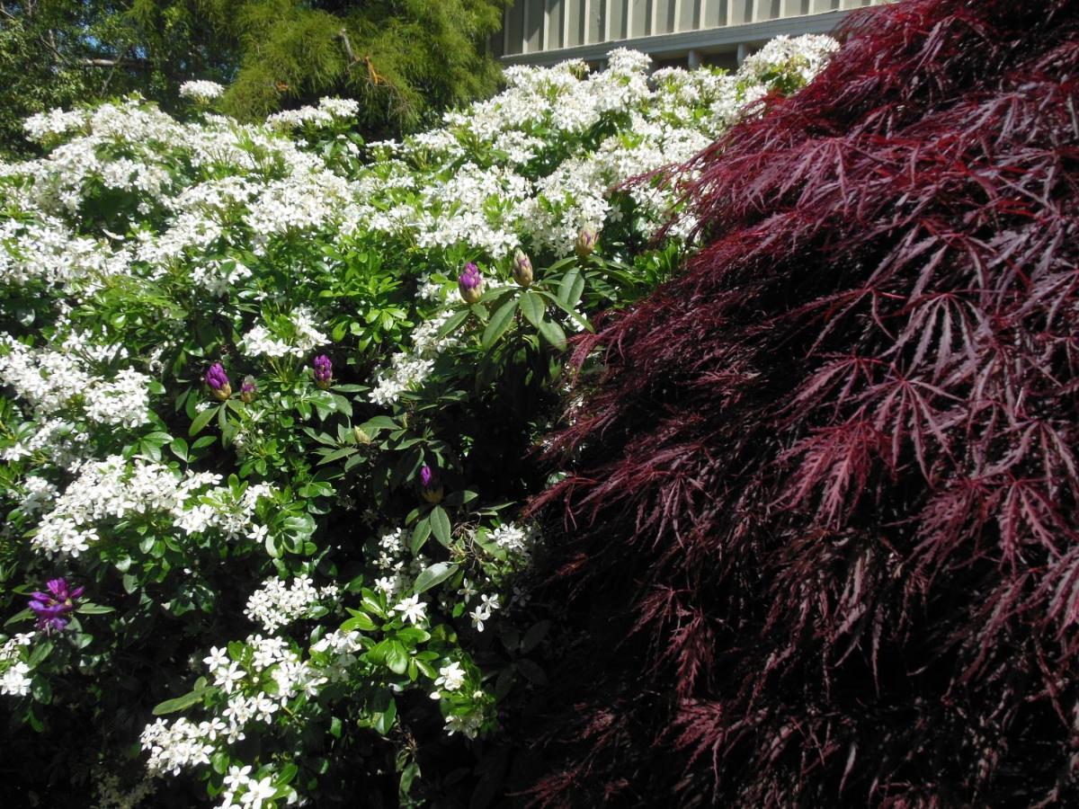 Garden Bed And Breakfast Christchurch Exteriör bild